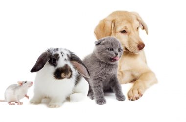 kitten and puppy and rodents,  group